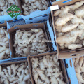 Mejor precio Chinese Air Dried Ginger